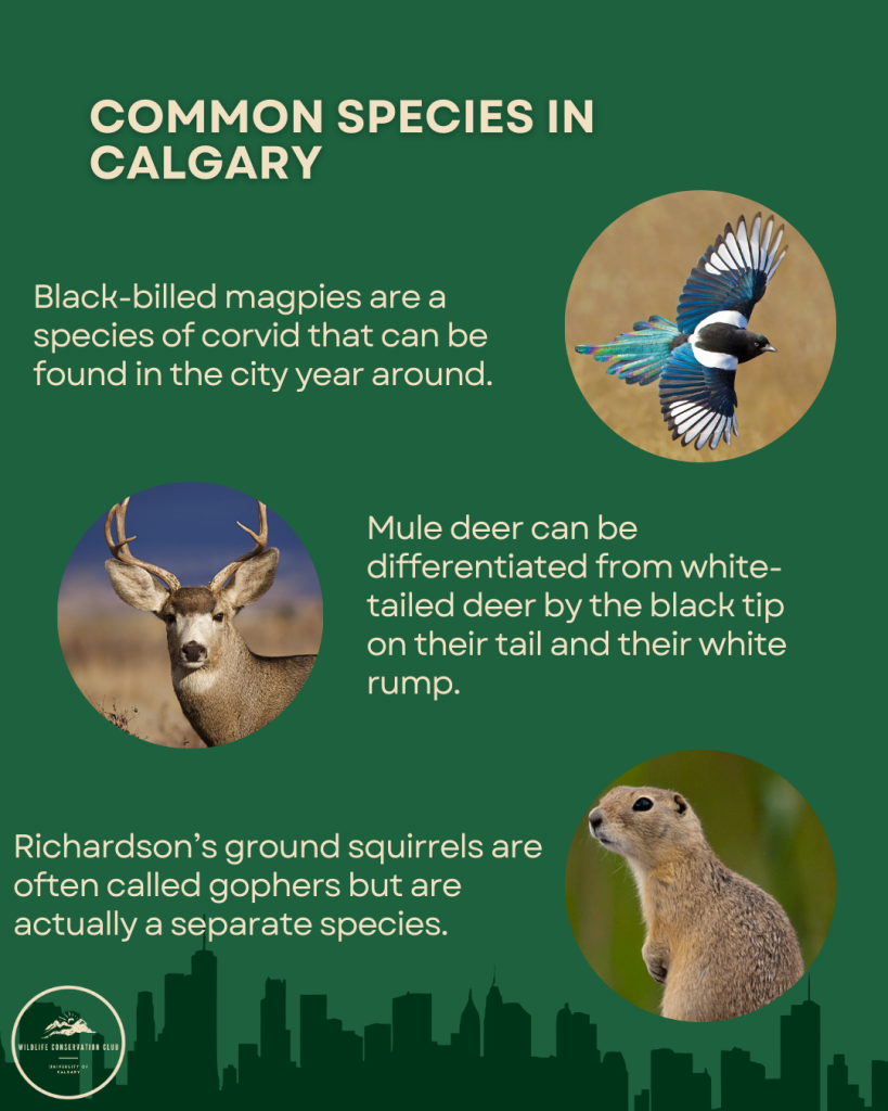 common species in calgary